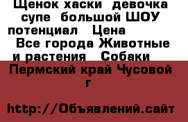 Щенок хаски, девочка супе, большой ШОУ потенциал › Цена ­ 50 000 - Все города Животные и растения » Собаки   . Пермский край,Чусовой г.